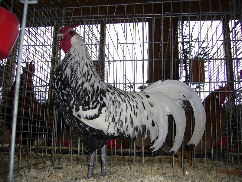 Kreisschau Coesfeld 2008 059.jpg - Hamburger silberlack von Bernhard Lenfers-Weil Preis V 97 LVEJ